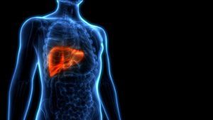 liver in body
